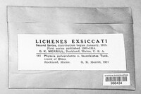 Physconia pulverulenta image
